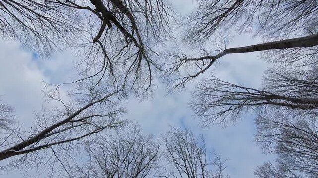 Walking in a forest during winter looking up at the sky. Empty branches with no leaves