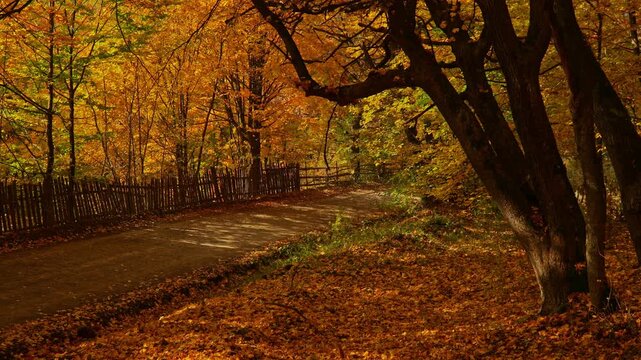 Sunny autumn day on a countryside road inside the forest with falling leaves