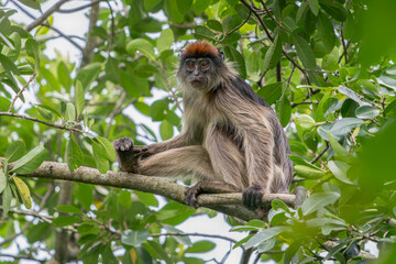 Ugandan red colobus (Piliocolobus tephrosceles)  in vegetation habitat, Kibale Forest NP Uganda, Africa.     