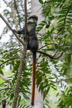 The red-tailed monkey (Cercopithecus ascanius), also known as the black-cheeked white-nosed monkey, red-tailed guenon, redtail monkey, or Schmidt's guenon in a tree. Kibale Uganda, Africa.    
