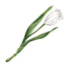 Fototapeta premium Elegant watercolor white tulip with green leaves hand-drawn in a botanical style. Fresh spring flowers for wedding, birthday, Valentines, Mother's day, invitation, greeting cards, summer, spring decor