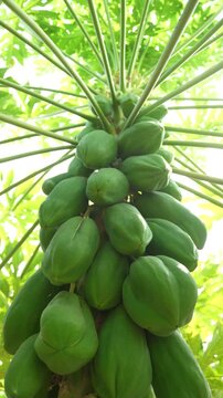 Papaya fruits on tree branch at agriculture field 