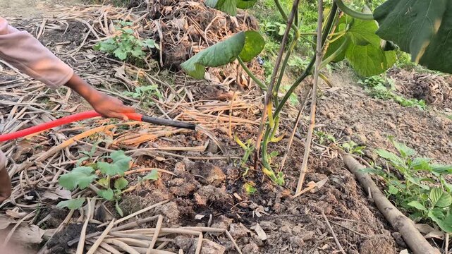 Professional RAW close-up shot of a person carefully watering a bottle gourd plant by hand using an irrigation pipe in Bangladesh, 4K UHD 30fps.