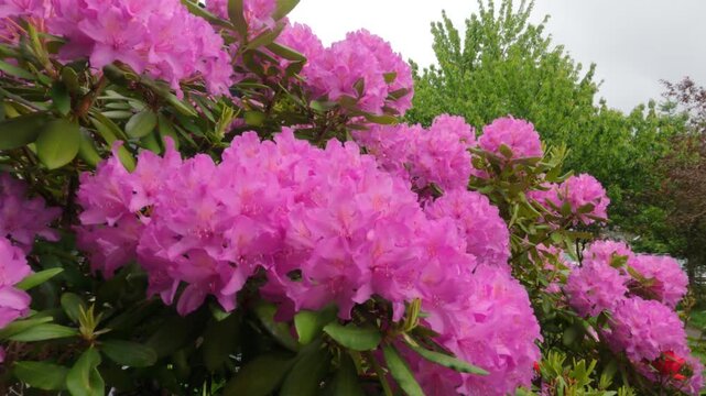 The backjard with group of bushes and plants in front of house wall. Garden design