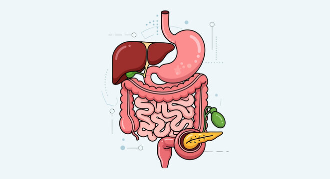 Detailed illustration of human digestive system including liver, stomach, intestines, and pancreas from a front viewpoint