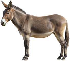 Mule Standing Serene Against Gradient Backdrop