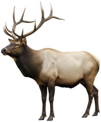 Majestic Elk with Large Antlers Profile View