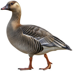 Wild Goose with Red Legs Walking Gracefully