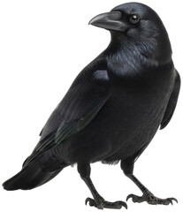 Striking Black Crow Portrait on Dark Background