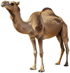 Majestic Desert Camel Standing Proudly