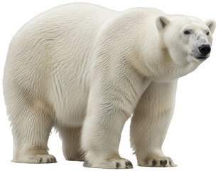 Majestic Polar Bear Standing Stance