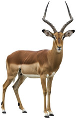 Graceful Impala Antelope with Majestic Horns