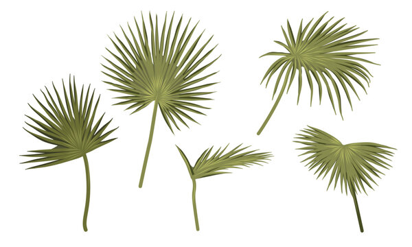 Mauritius palm leaves. Realistic vector plant.