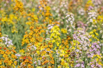 Obraz premium Colorful Rapeseed Flowers Blooming in Spring Field