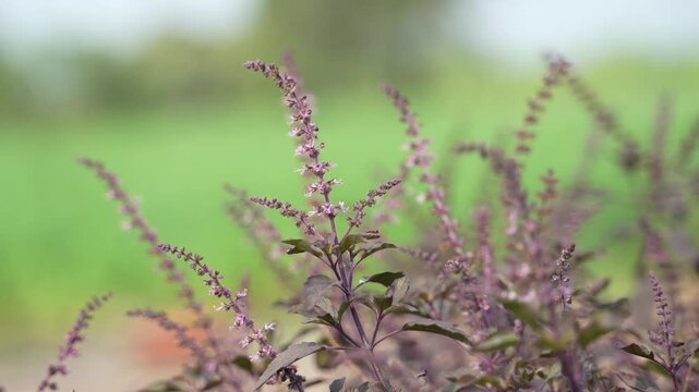 Holy basil tree branch at agriculture field