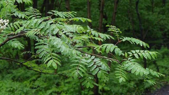 Drops of clear summer rain fall on the leaves of the mountain ash.