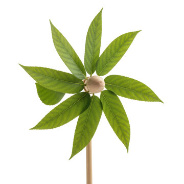 A pinwheel made of green leaves on a wooden stick isolated on a white background. isolated on transparent background