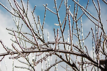 Fototapeta premium Tree branches covered in thick ice after freezing rain, winter storm aftermath