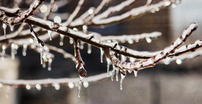Tree branches covered in thick ice after freezing rain, winter storm aftermath