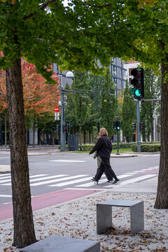 Pedestrian at crosswalk on urban street with trees in Oslo Norway during daylight featuring autumn scene stoplight and city walking safety