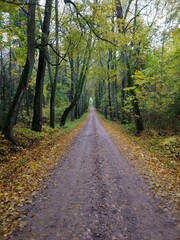 road in the woods