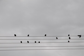 flock of birds