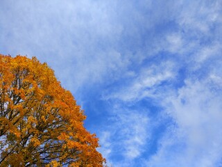 autumn trees against blue sky