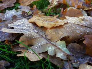 autumn leaves on the ground