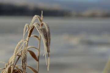 reeds in the snow
