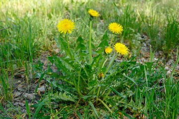 Obraz premium Close-up of blooming dandelions in spring grass