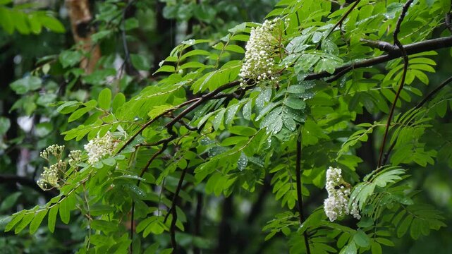 Drops of pure summer rain fall on the leaves of the flowering rowan tree.