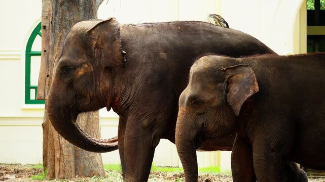 Sumatran Elephant at Zoo in Indonesia