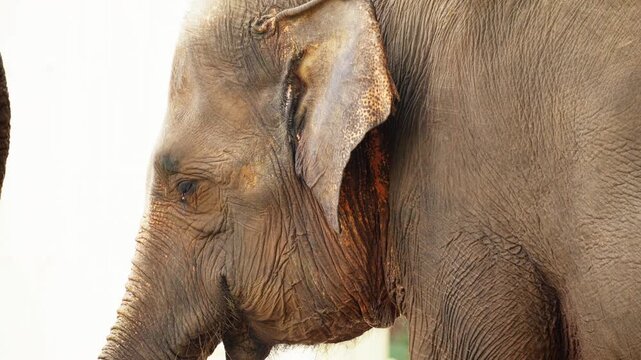 Sumatran Elephant at Zoo in Indonesia