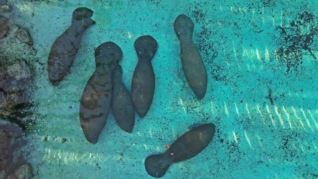 Aerial view of a group of manatees swimming in the clear turquoise waters, a mesmerizing scene of marine life, Crystal River, Florida, United States.