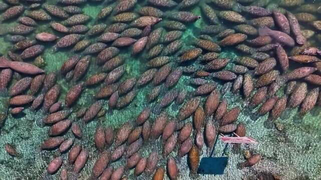 Aerial view of a multitude of manatees clustered together in the clear, shallow waters, creating a striking visual texture in Crystal River, Florida, United States.