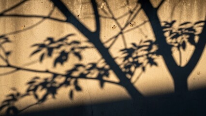 Tree shadow on wall