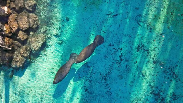 Aerial view of a solitary manatee swimming in the strikingly clear, turquoise waters, creating a stunning contrast, Crystal River, Florida, United States.