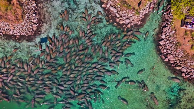 Aerial view of a large group of manatees swimming in the turquoise waters of Crystal River, Florida, forming a mesmerizing pattern, Crystal River, Florida, United States.
