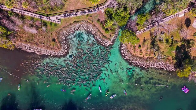 Aerial view of a mesmerizing gathering of manatees in the crystal clear waters, with kayakers and vibrant boats, Crystal River, Florida, United States.