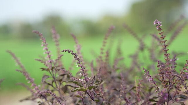 Holy basil tree branch at agriculture field