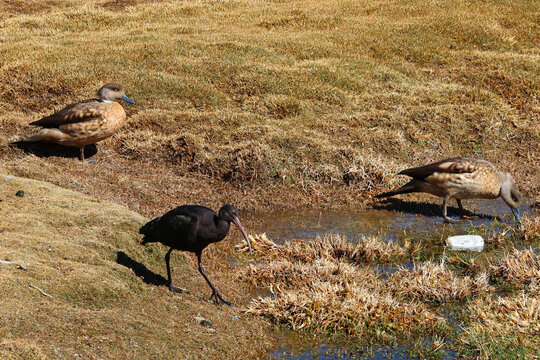 Ibises and crested ducks in Lauca National Park, Chile