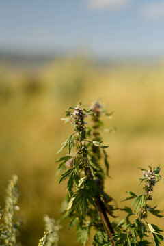 Motherwort medicinal plant with purple flowers growing outdoors.