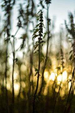 Motherwort medicinal plant with purple flowers growing outdoors.