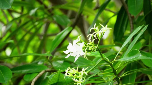 pong-pong tree or suicide indian Tree Flower Close Up