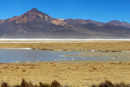 Flamingos in the lagoon of the Bolivian highlands