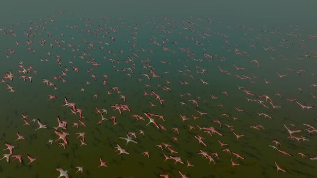 Aerial view of a multitude of flamingos in flight creating patterns of pink and white above the green waters, Sambhar, Rajasthan, India.