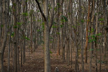 Obraz premium Dense forest scene with tall, slender trees lining a narrow path.