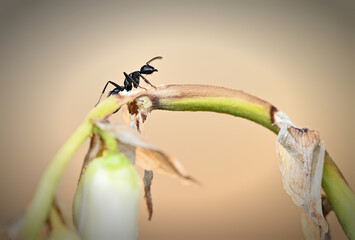 Naklejka premium Close-Up Of A Black Ant Traversing A Curved Plant Stem In Soft Focus Nature Scene