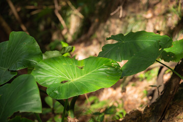 木漏れ日を受ける虫食い穴の空いたクワズイモの葉