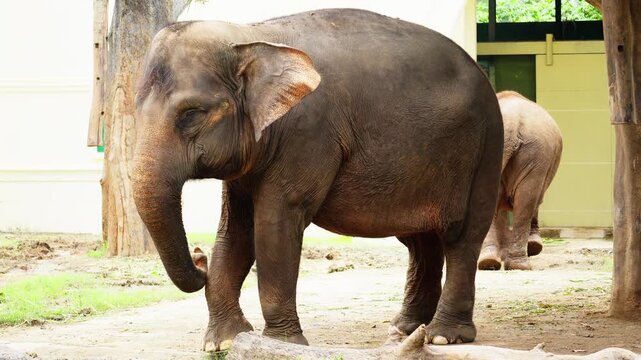Sumatran Elephant at Zoo in Indonesia